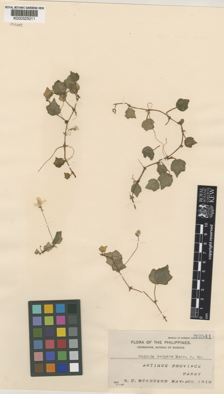 B. serpens